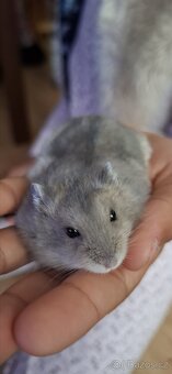 Křeček džungarský - 2