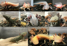 Axolotl od chovatele - axolotly.cz - 2