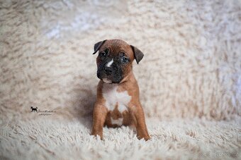 Americký stafordšírský teriér s PP - 2