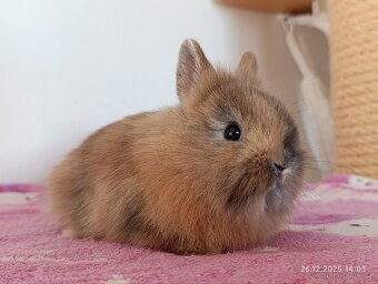 Zakrslý králík - lvíček samička - 2