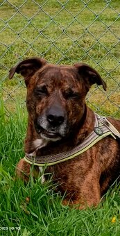 🐕 Krytí psa-hledáme fenečku 🐕 - 2