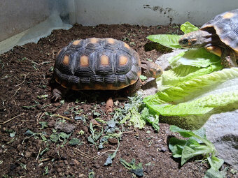 Želva Uhlířská (Chelonoidis carbonaria) - 2