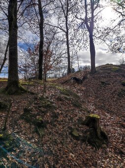 Odlov daněk evropský - 2