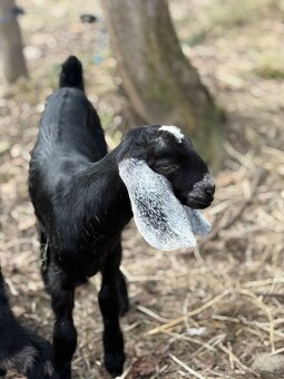 Anglonubijska koza - 2