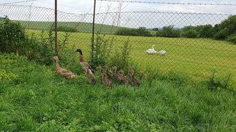 Indický běžec - pár - 2