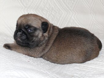Mops - Štěňátka - 2