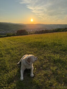 Labrador - 2