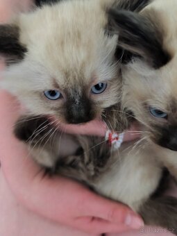 Ragdoll - 2
