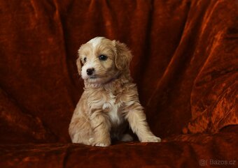 Maltipoo - 2