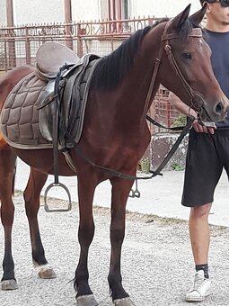 Predam sportovy welsh pony valach - 2