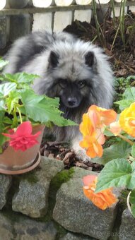 Německý vlčí špic (keeshond) - štěńátka s PP - 2