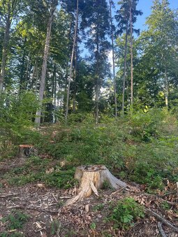 Holina s podrostem - 2