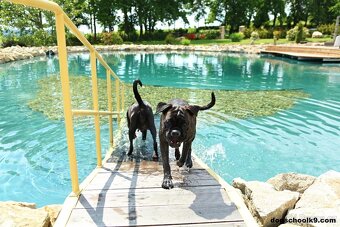 Hotel pro psy - nejlepší v ČR a za úžasné ceny - 2