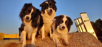 Daruji psa Border kolie - 2