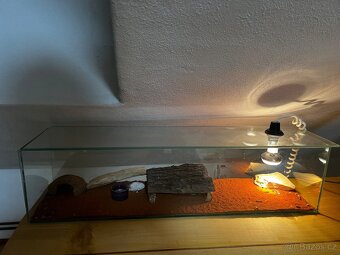 Gekončík noční - 2