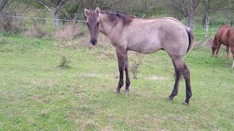 QH hřebeček grullo, homozygotní dun - 2