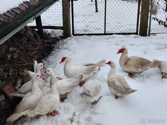 Kachna pižmová - 2