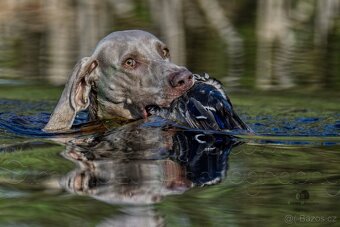 Štěňata výmarského ohaře - 2