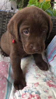 Štěňátka labradorského retrívra - 2