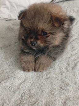 Pomeranian - 2