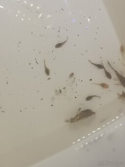 Ancitrus long fin(závojnatý) a polozávojnatý - 2