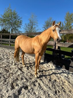 Welsh pony klisna 11l - 2