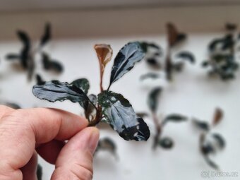 Bucephalandra Dark blue - 2
