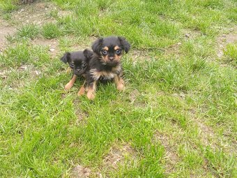 Štěňátka křížence, Mops York Krysařík jsou naši předci 🙂 - 2