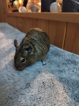 Osmák Degu - 2