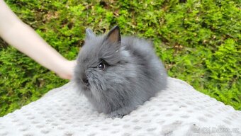 Zakrslý králík, králíček -(TEDDY)-OLAF,OLIVER,OLINA - 2