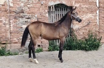 Kůň kinský, loňská plavá kinská kobylka - 2