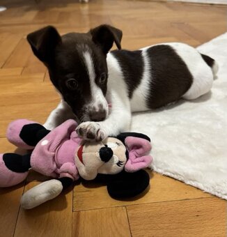 Jack Russel Teriér - 2