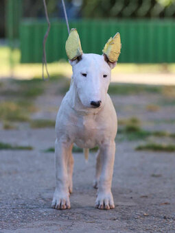 Bullterrier, Bullterier, Bulterier - 2