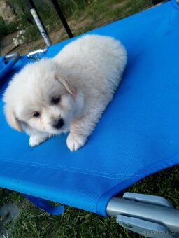 Pomeranian - 2