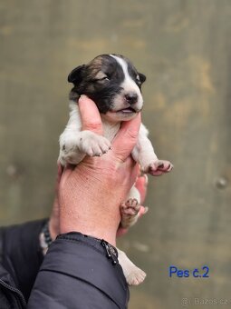 Středoasijský pastevecký pes - 2