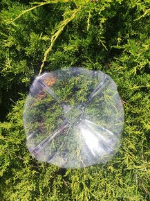 Ozdobný talíř - 2