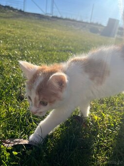 Darujeme krasne zbarvena kotatka. - 2