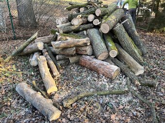 Palivove drevo mekke, tvrde - 2