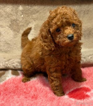 Cavapoo - 2