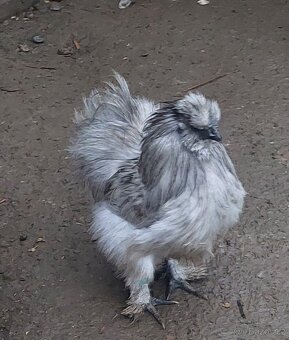 Hedvábnička kohoutek - 2