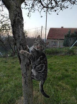 Darujeme koťátka - 2