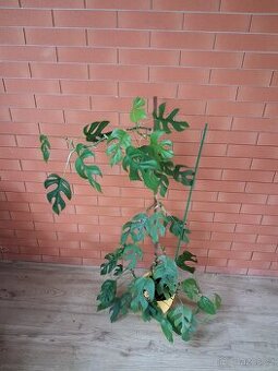 Monstera minima - 2