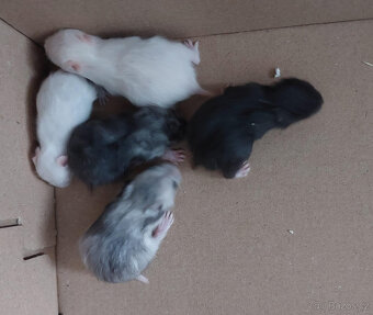 Křeček syrský - 2