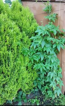 Semena ačokči - ačokča paprikookurka - 2