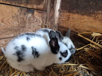 Králík do chovu /na maso - 2