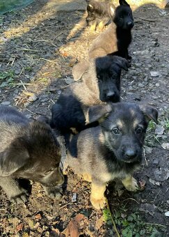 Německý ovčák - štěňata - 2