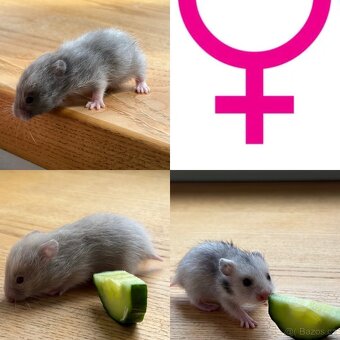 Syrský křeček - 2