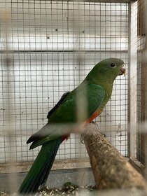 Papousek královský samice loňska - 2