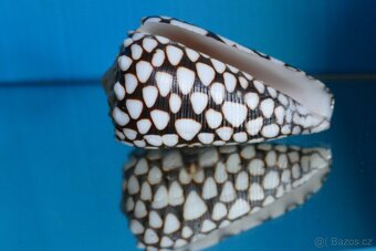 Conus marmoreus - 2