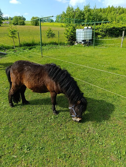 pony - 2